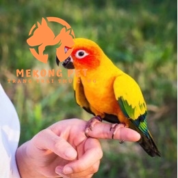 Gia vet sun conure bao nhiêu hiện nay
